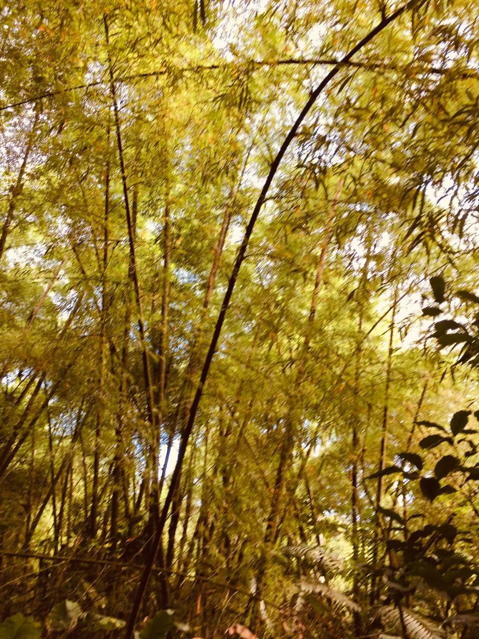 Bosque del Mono Aullador en Pacoche, Manabí